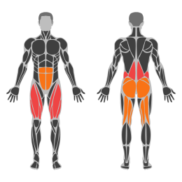 Clean Squat affected muscles