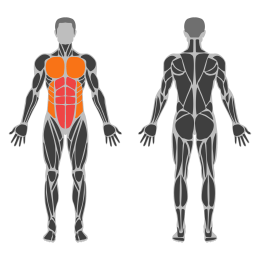 Straight Leg Raise on Dip Bars affected muscles