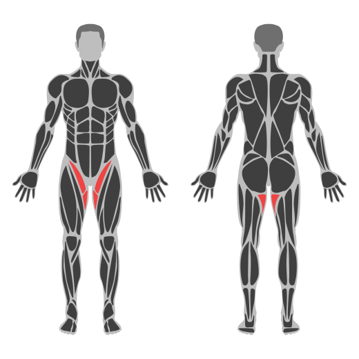 Seated Hip Adduction affected muscles