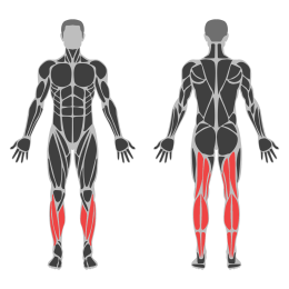 Single-Leg Cable Leg Curl affected muscles