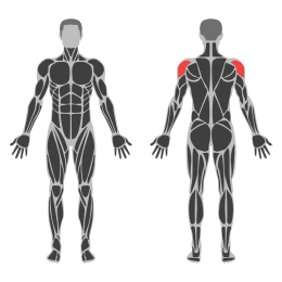 Rear Deltoid Stretch affected muscles