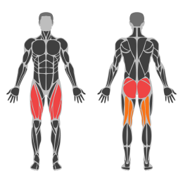 Narrow Stance 45 Degree Leg Press affected muscles