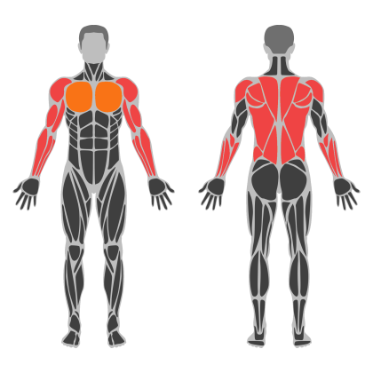 Biceps and Back affected muscles