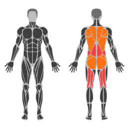 Barbell Rack Pull affected muscles
