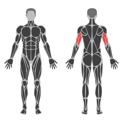 Cable Cross Triceps Extension affected muscles