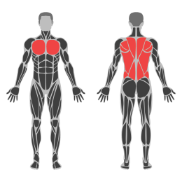 Scapula Push-Up affected muscles