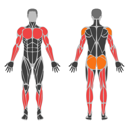 Full Body C affected muscles