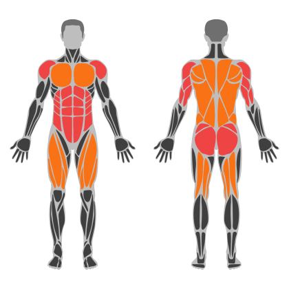 Core and Back affected muscles