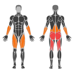 Barbell Straight Leg Deadlift affected muscles