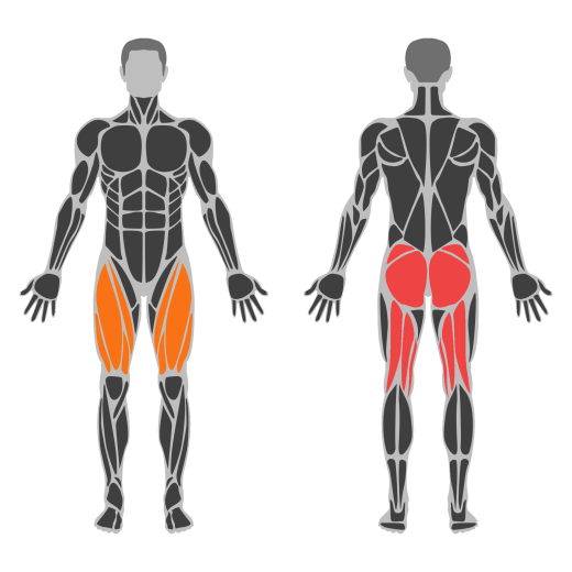 Glute Bridge affected muscles
