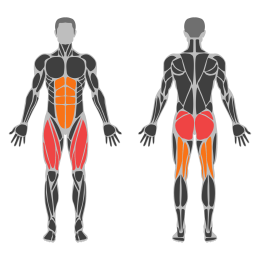 Dumbbell Hip Thrust affected muscles