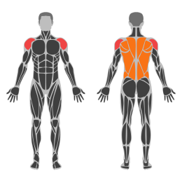 Dumbbell Incline T Raise affected muscles