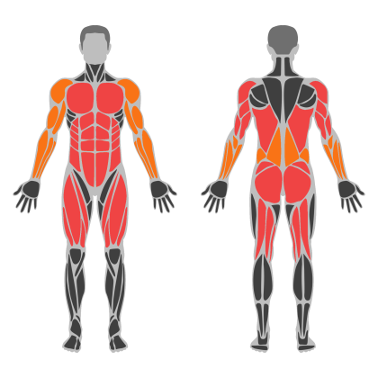 Full Body Circuit affected muscles
