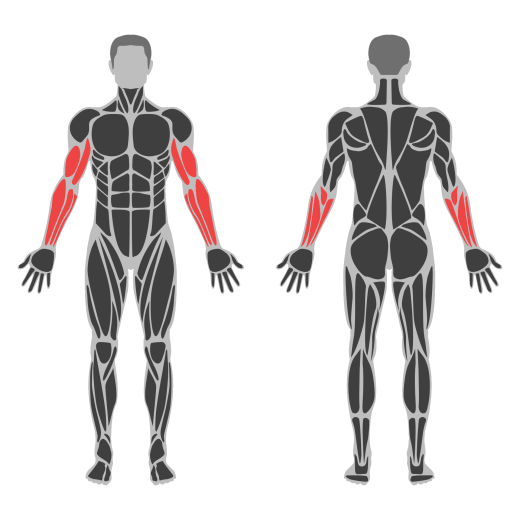EZ-Bar Biceps Curl affected muscles