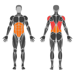 Kettlebel Renegade Row affected muscles