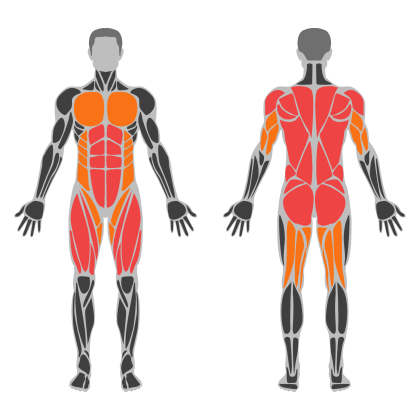 Back and Legs Support affected muscles