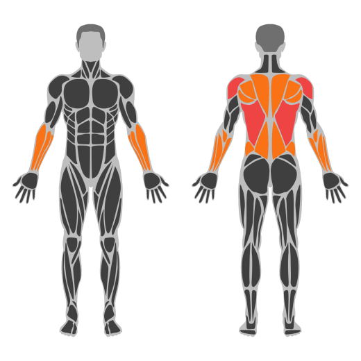Cable Lat Pulldown affected muscles
