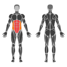 Shoulderstand Pose affected muscles