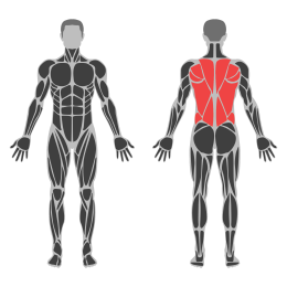 Machine Shrugs affected muscles