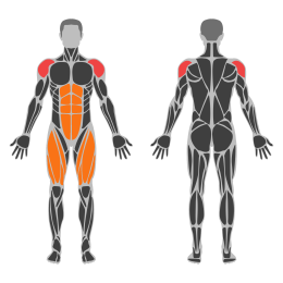 Dumbbell Push Press affected muscles