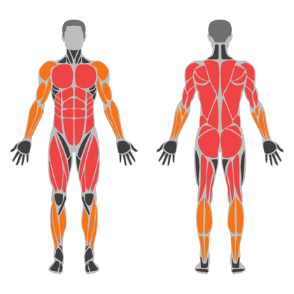 Full Body Power affected muscles