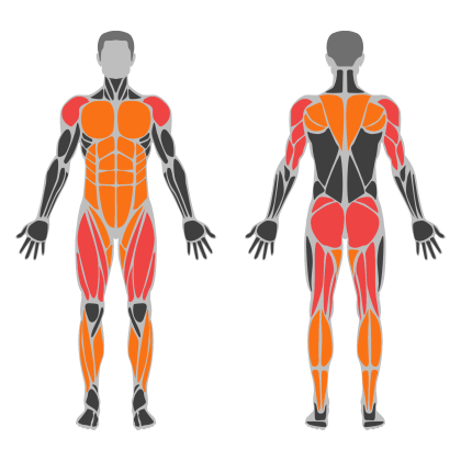 Legs and Glute Volume affected muscles