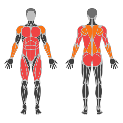 Full Body Circuit affected muscles