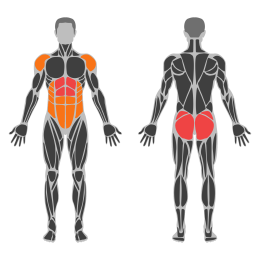 Saw Plank affected muscles
