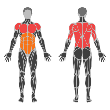 Chest Volume affected muscles