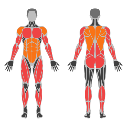 Full Body C affected muscles