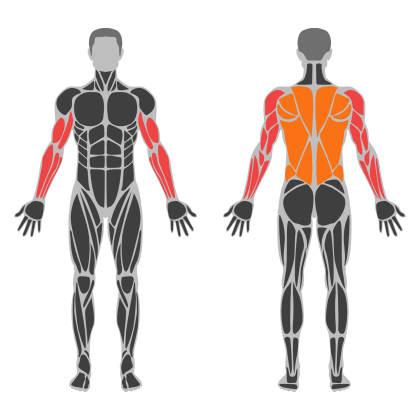 Arm Volume affected muscles