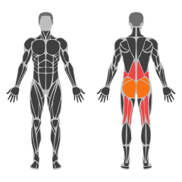 Single-Leg Deadlift affected muscles