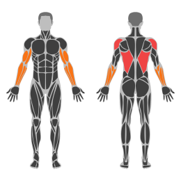 Assisted Pull-Up affected muscles