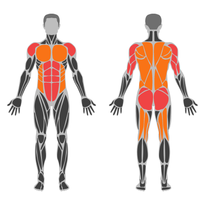 Core and Back affected muscles