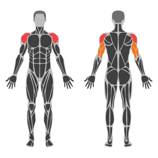 Seated Arnold Dumbbell Press affected muscles