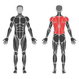 Bent Over Dumbbell Lateral Raise affected muscles