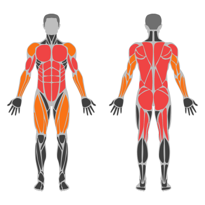 Full Body Power affected muscles