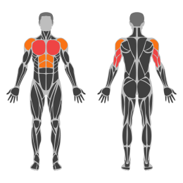 Planche Push-Up affected muscles