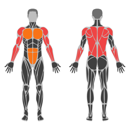 Upper Body / Pull affected muscles