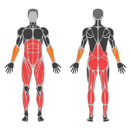 Legs and Glute Volume affected muscles