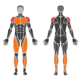 Barbell Push Press affected muscles