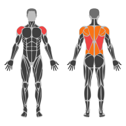 Back Lever affected muscles