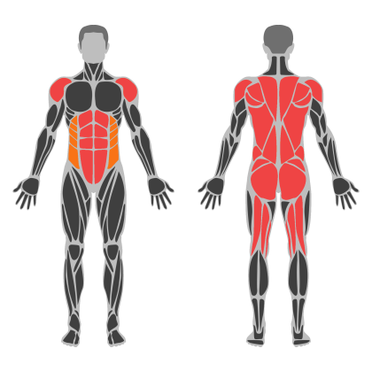 Full Body B affected muscles