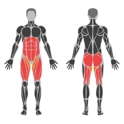 Lower Body Strength affected muscles