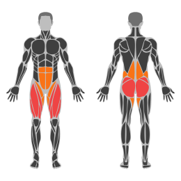 High-Bar Squat affected muscles