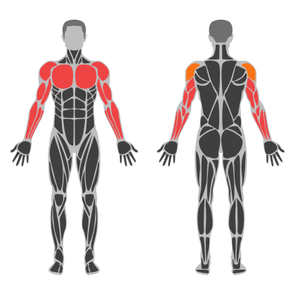 Arm Volume affected muscles
