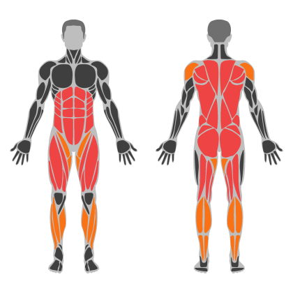 Back and Legs Support affected muscles