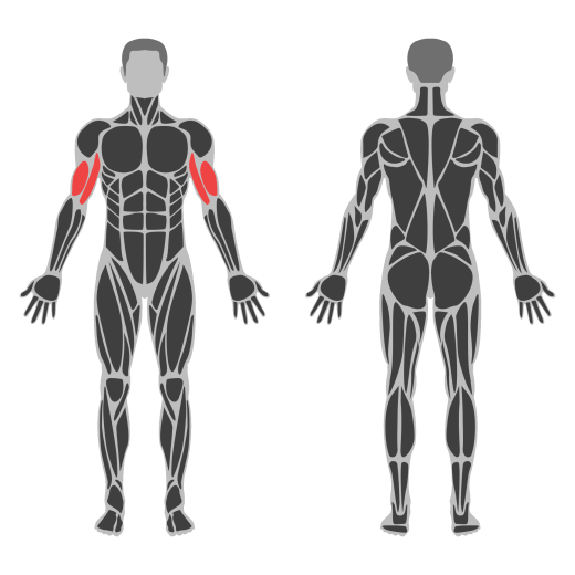 Single Dumbbell Curl affected muscles