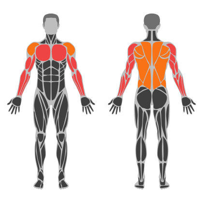 Arm Volume affected muscles