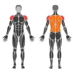 Dumbbell Upright Row affected muscles